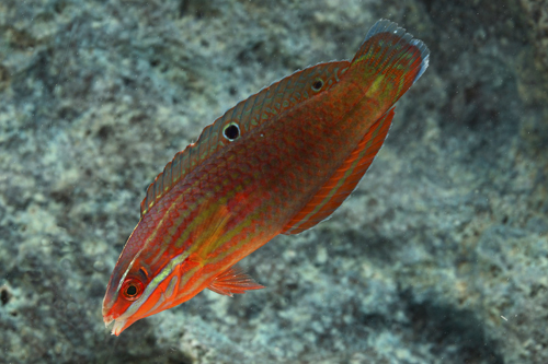 picture of Red Line Wrasse Sml                                                                                  Halichoeres biocellatus