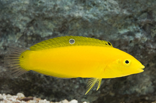 picture of Yellow Coris Wrasse Med                                                                              Halichoeres chrysus