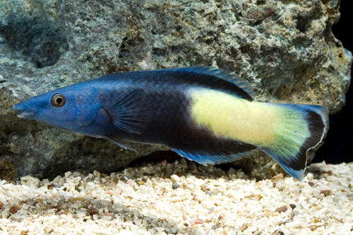 picture of Multicolor Cleaner Wrasse Med                                                                        Labroides pectoralis