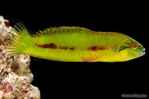 picture of Seagrass Wrasse Med                                                                                  Novaculichthys macrolepidotus