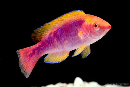 picture of Solorensis Red Head Fairy Wrasse Med                                                                 Cirrhilabrus solorensis