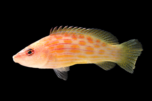 picture of Eight Line Wrasse Sml                                                                                Pseudocheilinus octotaenia