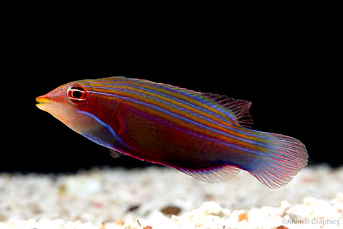 picture of Four Line Wrasse Hawaii Med                                                                          Pseudocheilinus tetrataenia