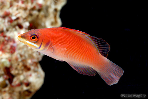 picture of Disappearing Wrasse Med                                                                              Pseudocheilinus ocellatus