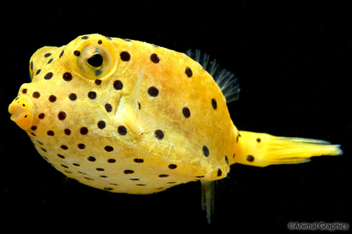 picture of Yellow Boxfish Tny                                                                                   Ostracion cubicus