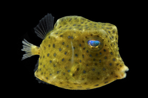 picture of Boston Bean Cowfish Sml                                                                              Lactophrys sp.