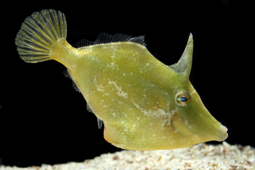 picture of Atlantic Filefish Lrg                                                                                Cantherhines macrocerus 