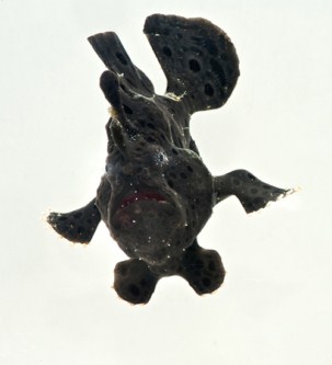 picture of Black Frogfish Hawaiian Lrg                                                                          Antennarius commersonii