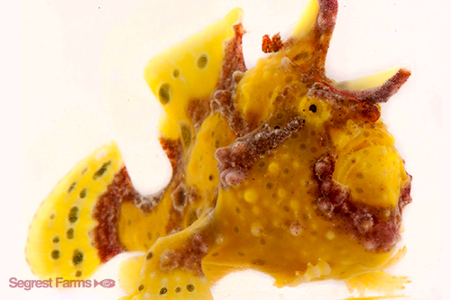 picture of Colored Wartskin Frogfish Sml                                                                        Antennarius maculatus
