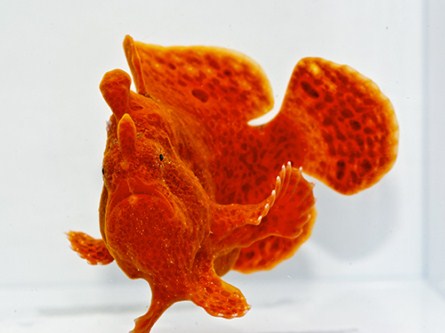 picture of Orange Frogfish  Med                                                                                 Antennarius biocellatus