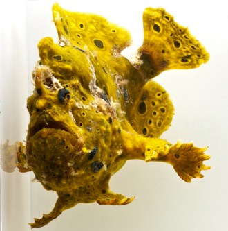 picture of Wartskin Frogfish Sml                                                                                Antennarius maculatus