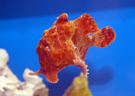 picture of Colorful Frogfish I/O Lrg                                                                            Antennarius spp.