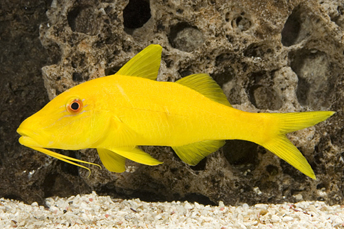 picture of Yellow Goatfish Lrg                                                                                  Parupeneus cyclostomus