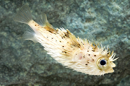 picture of Porcupine Puffer Sml                                                                                 Diodon holocanthus