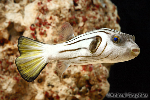 picture of Striped Dogface Puffer Sml                                                                           Arothron manilensis
