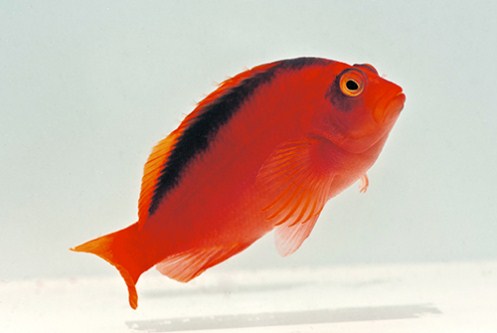 picture of Flame Hawkfish Med                                                                                   Neocirrhites armatus
