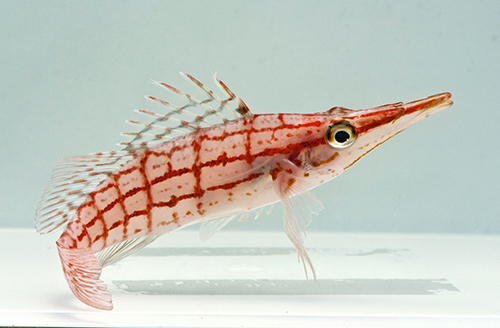 picture of Longnose Hawkfish Med                                                                                Oxycirrhites typus