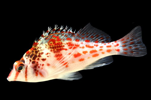 picture of Red Spotted Hawkfish Lrg                                                                             Cirrhitichthys aprinus
