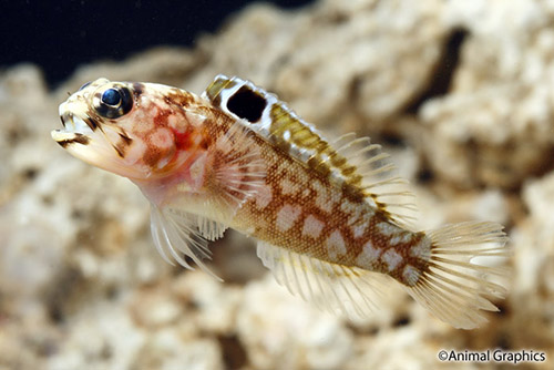 picture of Greensided Jawfish Med                                                                               Opistognathus sp.