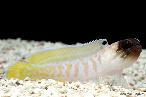 picture of Yellow Lined Jawfish Med                                                                             Opistognathus sp.