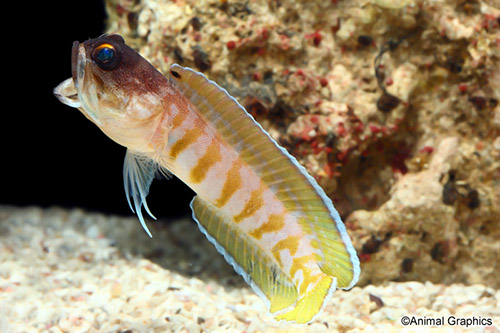 picture of Yellow Lined Jawfish Lrg                                                                             Opistognathus sp.