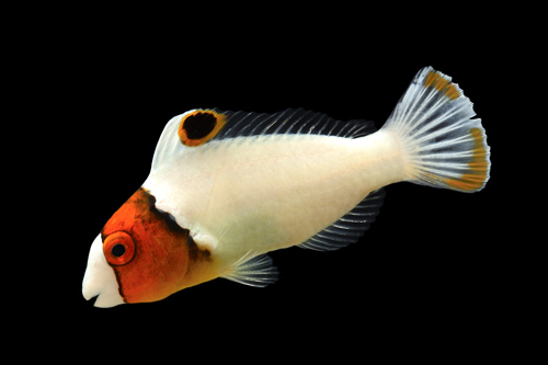 picture of Bicolor Parrotfish Lrg                                                                               Cetoscarus bicolor 