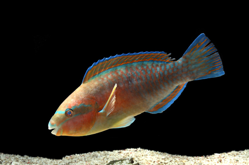 picture of Princess Parrotfish Lrg                                                                              Scarus taeniopterus