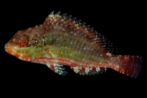 picture of Stoplight Parrotfish Juvenile Sml                                                                    Sparisoma viride