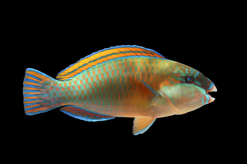 picture of Stoplight Parrotfish Lrg                                                                             Sparisoma viride