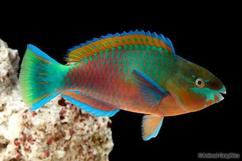 picture of Green Parrotfish Female Sml                                                                          Scarus gibbus