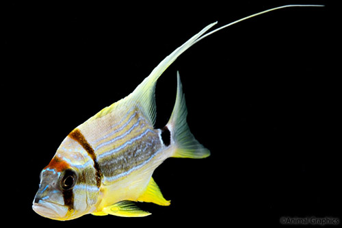 picture of Blue & Gold Highfin Snapper Med                                                                      Symphorichthys spilurus