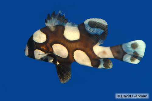 picture of Harlequin Sweetlips Sml                                                                              Plectorhinchus chaetodonoides