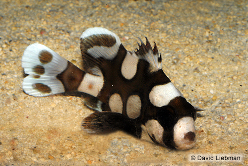 picture of Harlequin Sweetlips Med                                                                              Plectorhinchus chaetodonoides