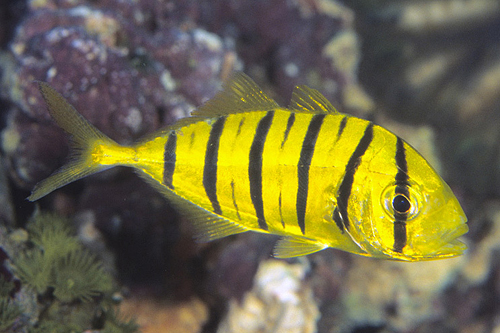 picture of Barred Jack Med                                                                                      Gnathanodon speciosus