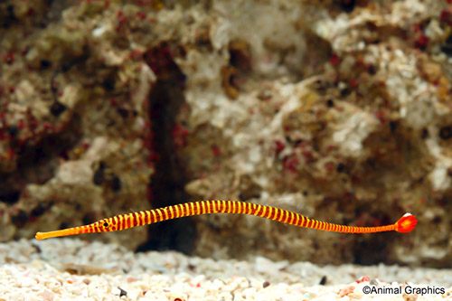 picture of Janss' Pipefish Med                                                                                  Doryrhamphus janssi