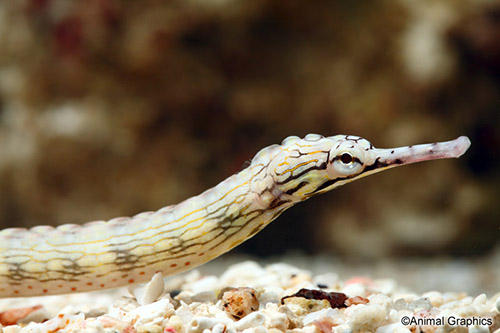 picture of Yellow Spotted Pipefish Sml                                                                          Corythoichthys polynotatus