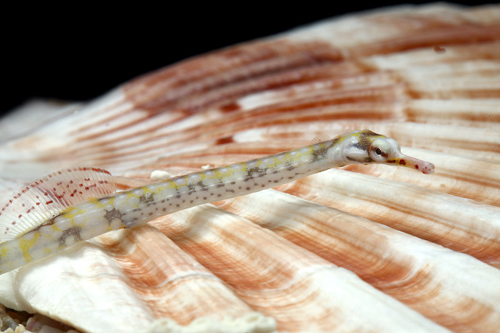 picture of Paxton's Pipefish Sml                                                                                Corythoichthys paxtoni