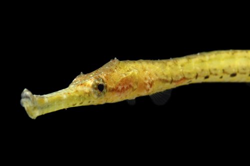 picture of Alligator Pipefish Sml                                                                               Syngnathoides biaculeatus