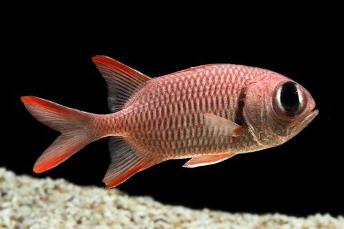 picture of Big Eye Soldierfish Sml                                                                              Myripristis vittata