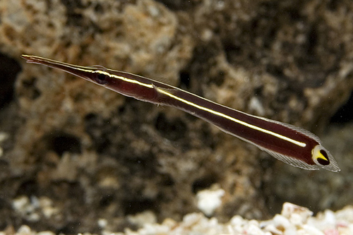 picture of Clingfish Med                                                                                        Gobiesocid sp.