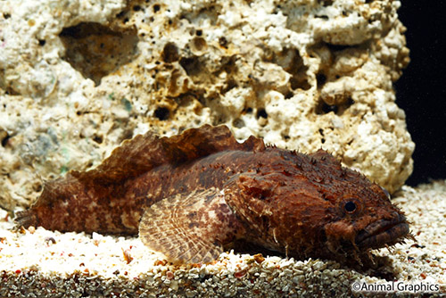 picture of Large Eye Toadfish Med                                                                               Batrachoides gilberti