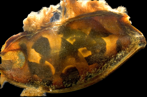 picture of Shark Egg                                                                                            Chiloscyllium punctatum