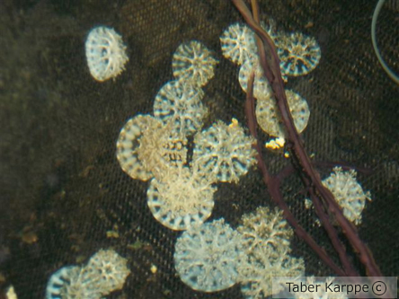 picture of Upside Down Jellyfish Sml                                                                            Cassiopeia xamachana