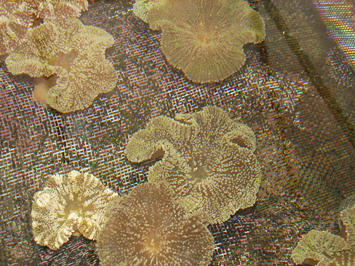 picture of Brown Carpet Anemone Med                                                                             Stichodactyla spp.