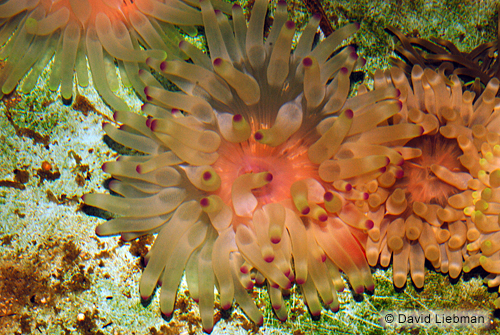 picture of Haitian Pink Tip Anemone Lrg                                                                         Condylactis passiflora