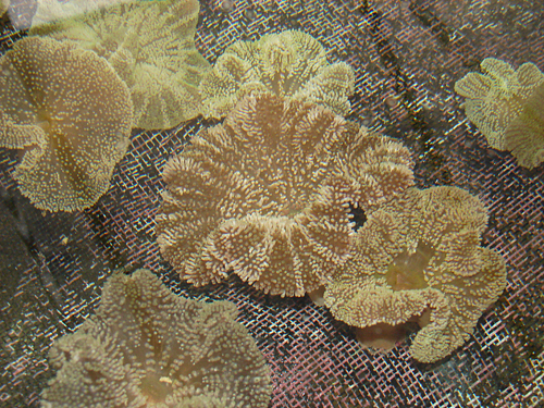 picture of Stripe Saddle Carpet Anemone Med                                                                     Stoichactis haddoni