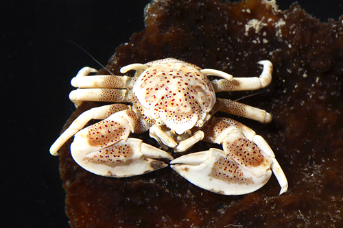 picture of Anemone Crab Sml                                                                                     Petrolisthes maculates