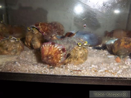 picture of Anemone Hermit Crab Sml                                                                              Dardanus pedunculatus