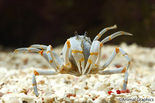 picture of Blue Fiddler Crab Med                                                                                Uca sp.