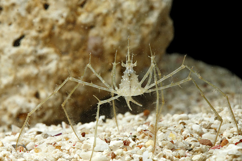 picture of Frilly Arrow Crab Med                                                                                Stenorhynchus seticornis